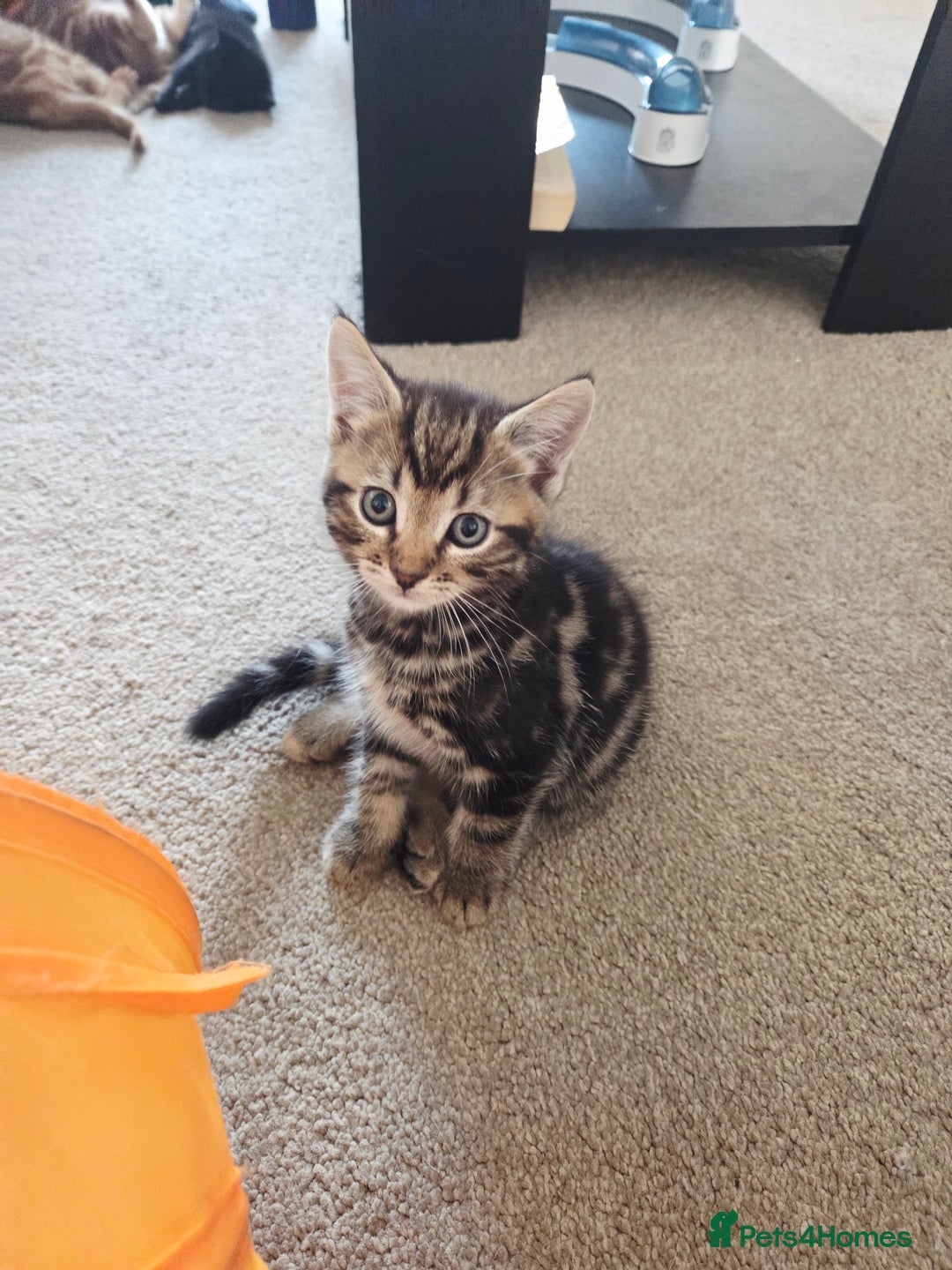 Mixed Breed cats for sale: One boy kitten - Image 2