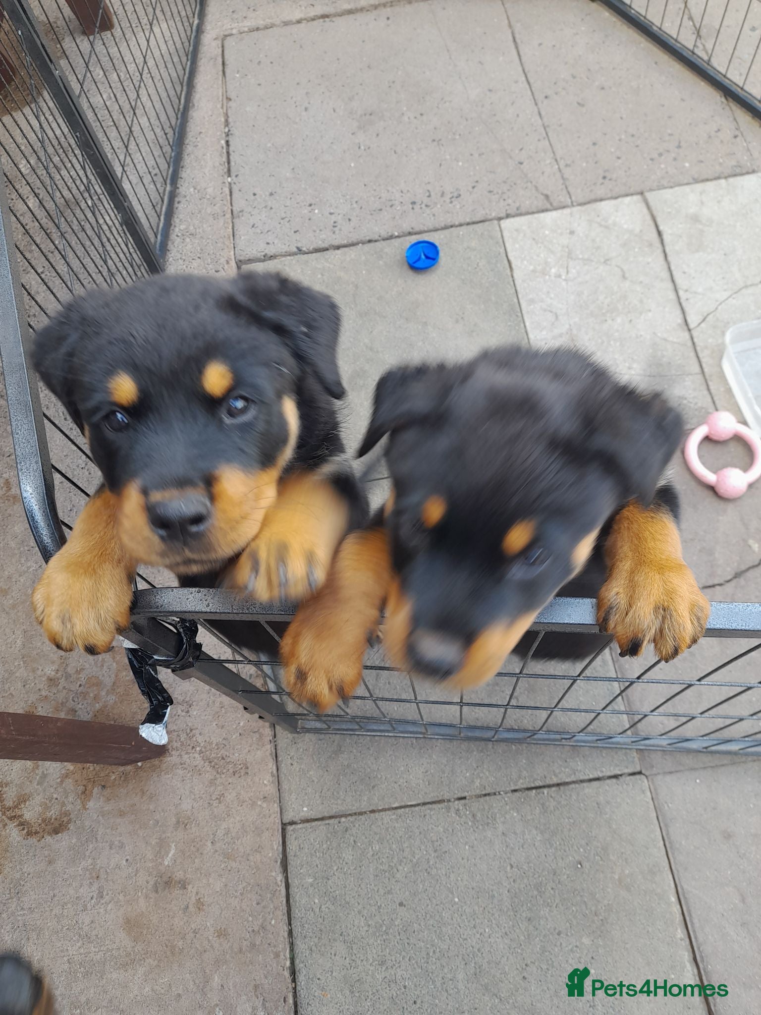 Rottweiler dogs Rottweiler puppys  - Advert 10