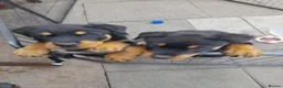 Rottweiler dogs for sale: Rottweiler puppys  - Advert 1