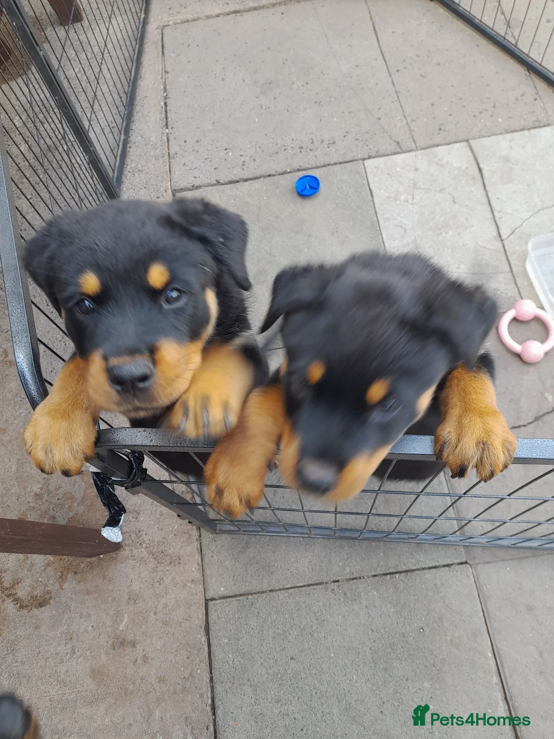 Rottweiler dogs for sale: Rottweiler puppys  - Advert 1