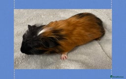 Guinea Pig rodents for sale: Baby male guinea pigs - Image 3