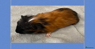 Guinea Pig rodents - Advert 12