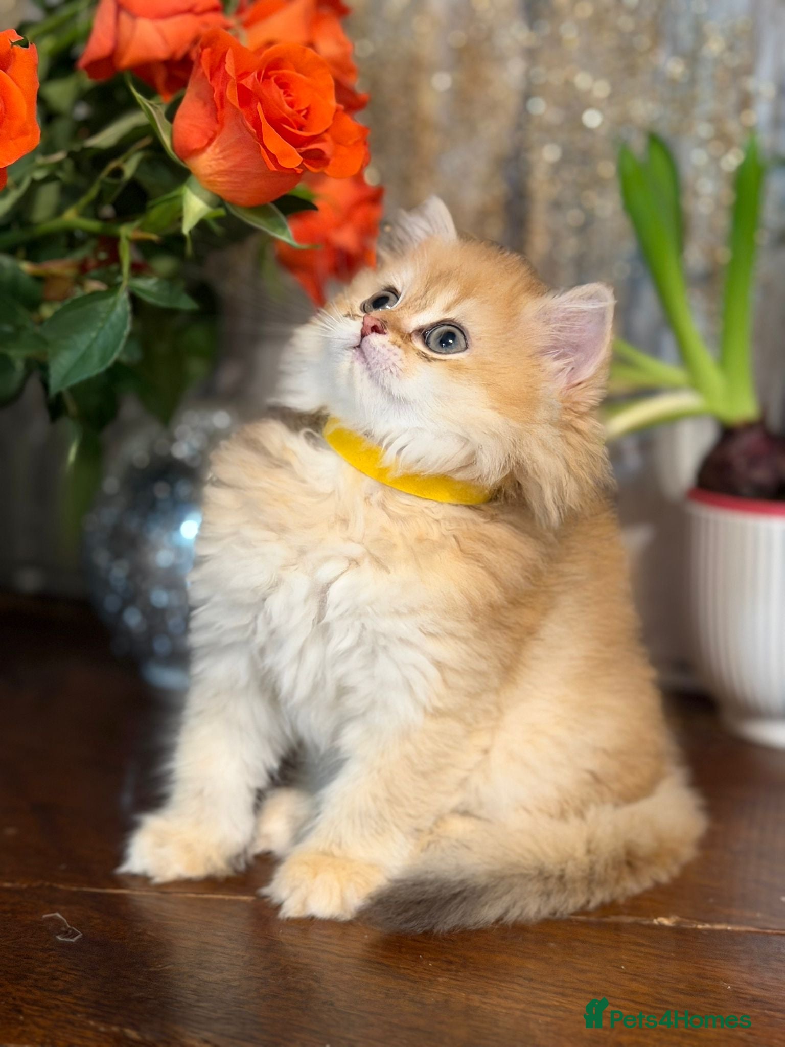 British Longhair cats CHUNKY, BEAUTIFUL BLH GOLDEN KITTENS  - Advert 3