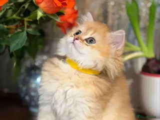 British Longhair cats CHUNKY, BEAUTIFUL BLH GOLDEN KITTENS - Advert 7