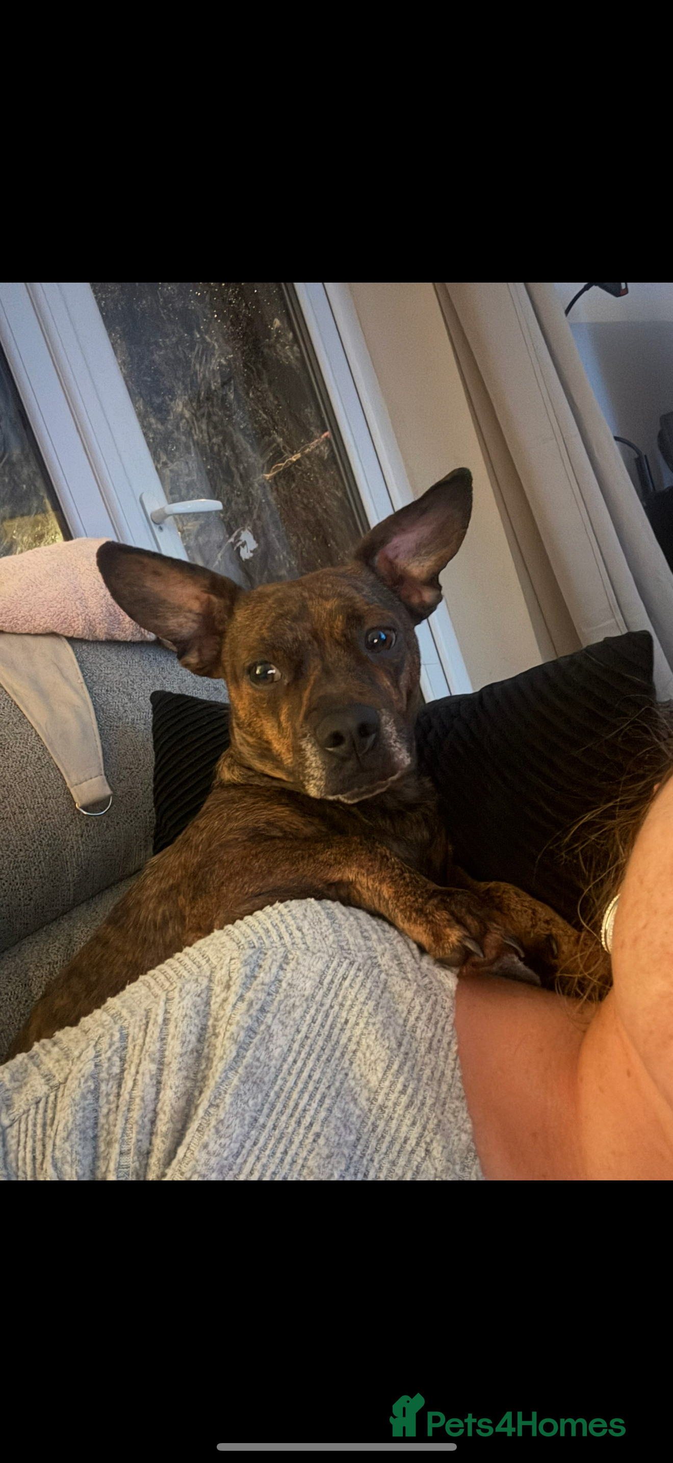 Mixed Breed dogs Dachshund x staff - Advert 5