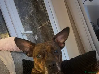 Mixed Breed dogs Dachshund x staff - Advert 5