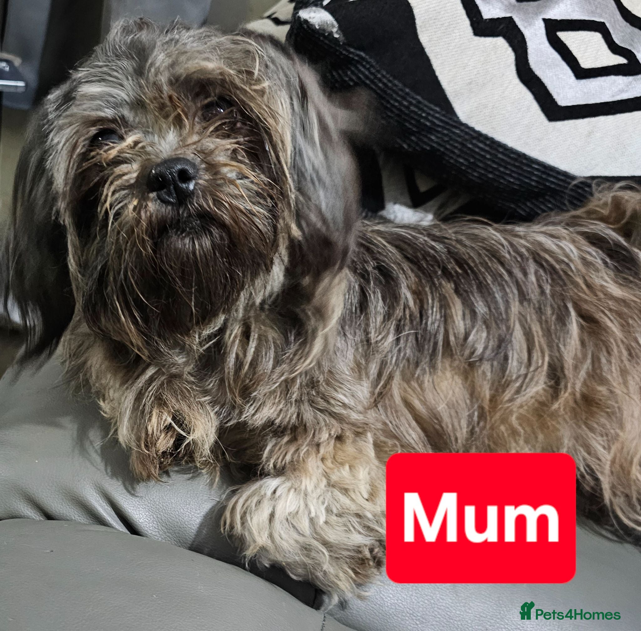 Shih Tzu dogs Chocolate/ Liver Shih Tzu Puppies - Advert 2