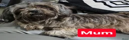 Shih Tzu dogs for sale: Chocolate/ Liver Shih Tzu Puppies - Advert 2