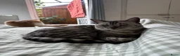 Bengal cats for sale: Bengal cat looking for a loving forever home in London - Advert 4