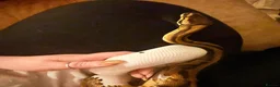 Python Snake reptiles for sale: Pied Royal Python & Full Setup – £400 ONO in Eastbourne - Advert 9