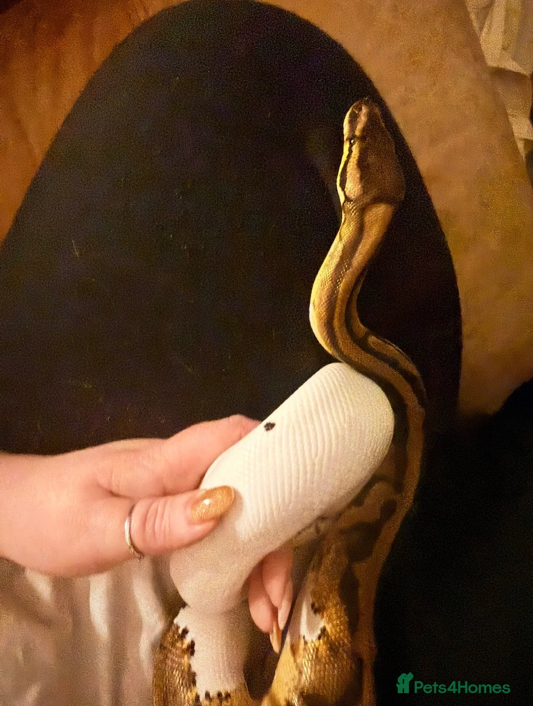 Python Snake reptiles for sale: Pied Royal Python & Full Setup – £400 ONO in Eastbourne - Advert 9