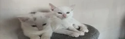 Mixed Breed cats for sale: Kittens looking for their forever Home  in Maidenhead - Advert 2