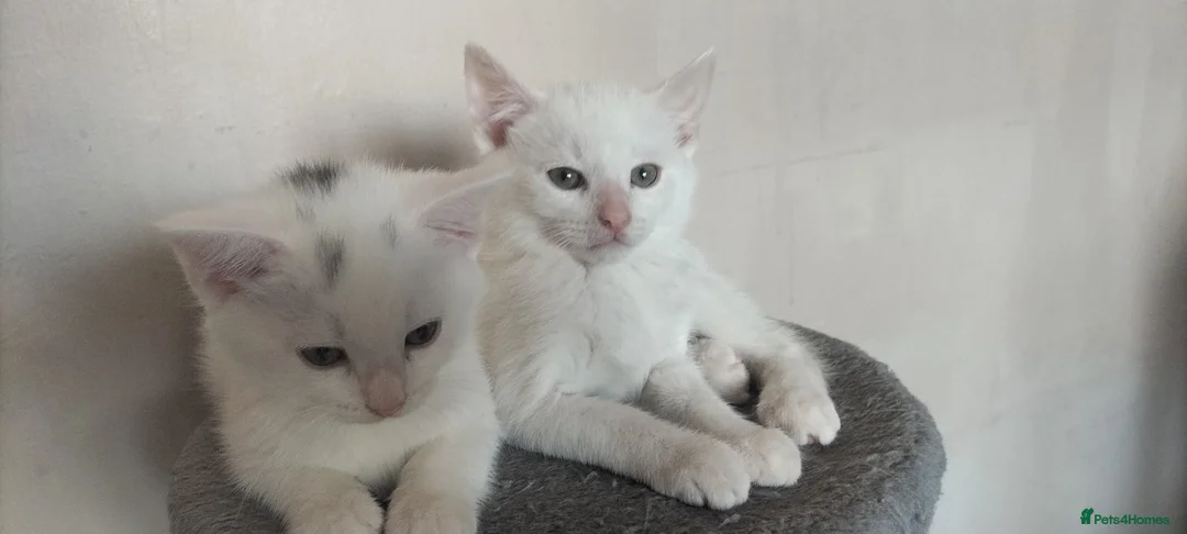 Mixed Breed cats for sale: Kittens looking for their forever Home  in Maidenhead - Advert 2