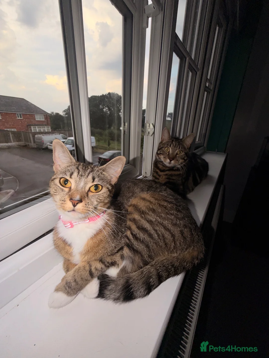 Mixed Breed cats for sale: Male and female cats for adoption  in Congleton - Advert 1