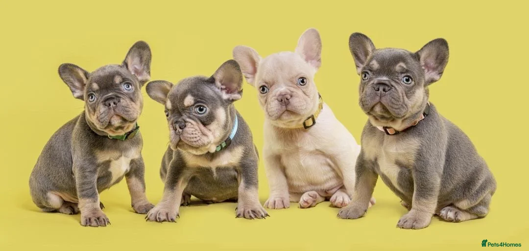 French Bulldog dogs for stud: Isabella & Fluffy Platinum  in Newcastle upon Tyne - Advert 4