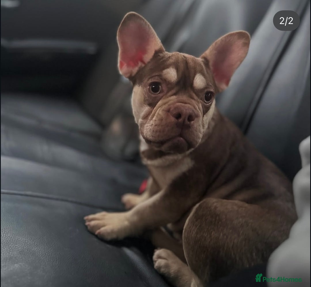 French Bulldog dogs for sale: ROJO TAN FEMALE - Image 4
