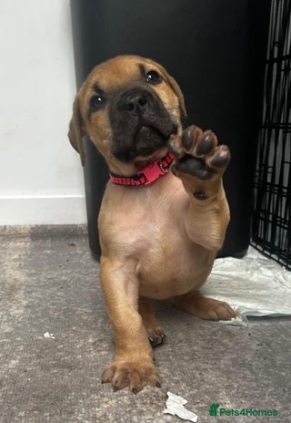Presa Canario dogs - Advert 1