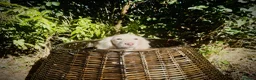 Miniature Dachshund dogs for sale: 1 only Blonde cream miniature dachshund - Advert 3