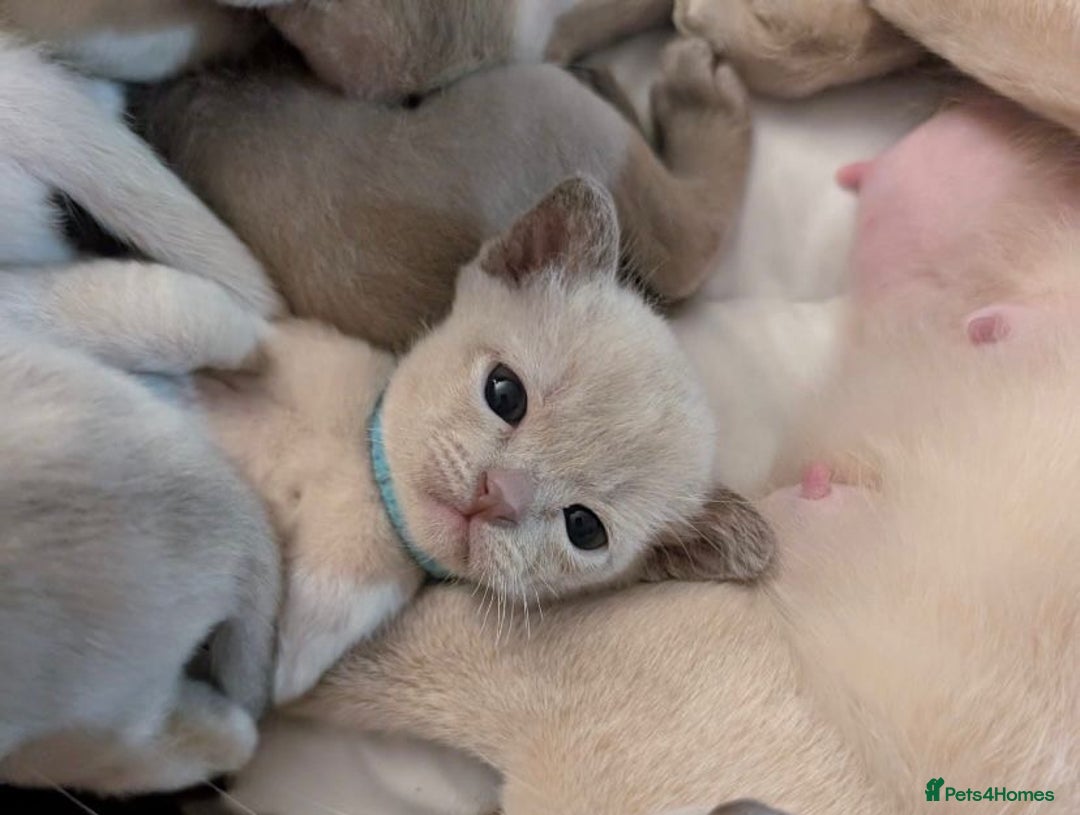 Burmese cats for sale: Exceptional Burmese Kittens  - Image 4