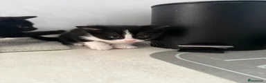 Black&white Kitten 2