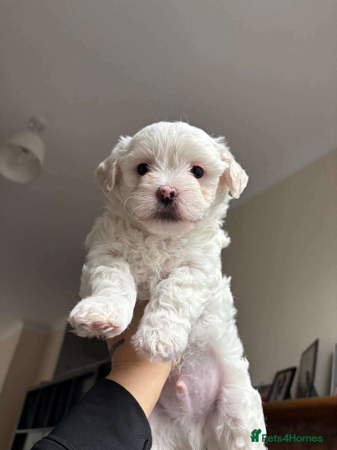 Bichon Frise dogs for sale: Bichon Frise Puppies for Sale 🐶 - Advert 3