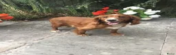 Cocker Spaniel dogs for sale: Working type cocker puppies  - Advert 7