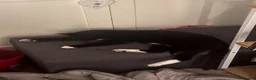 Mixed Breed cats for sale: Tuxedo male, age 2 - Advert 3