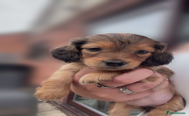 Miniature Dachshund dogs - Advert 4