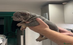 French Bulldog dogs for sale: 4 PUPPYS LEFT 🤍 French bulldog puppies 🤍 - Image 6