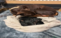 Dobermann dogs for sale: Gorgeous Black and Tan Dobermann puppies  - Image 3
