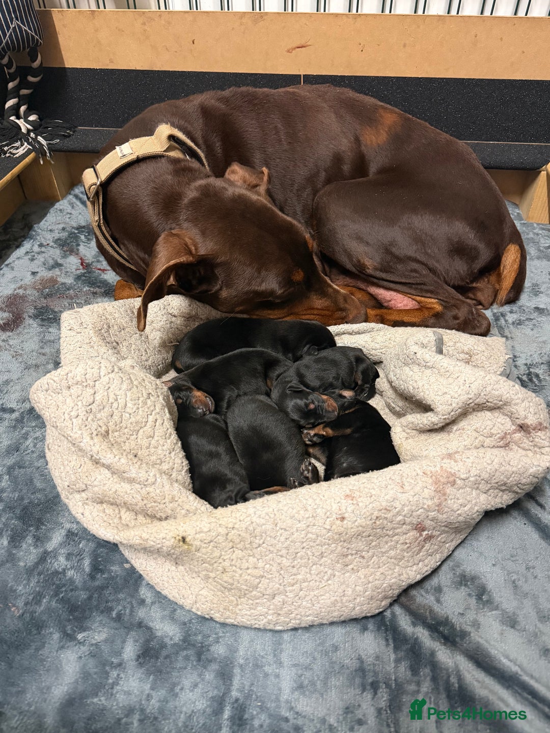 Dobermann dogs for sale: Gorgeous Black and Tan Dobermann puppies  - Image 3