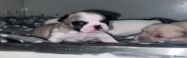 French Bulldog 1