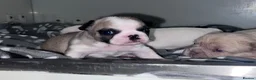French Bulldog dogs for sale: Stunning French bulldog pups  in Winsford - Advert 3