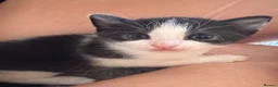 Mixed Breed cats for sale: 3 Black and White Mixed Male Kittens  in Sheffield - Advert 11