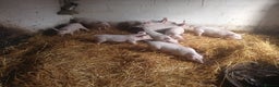 Pig livestock for sale: Welsh x large white weaners x10 - Advert 2