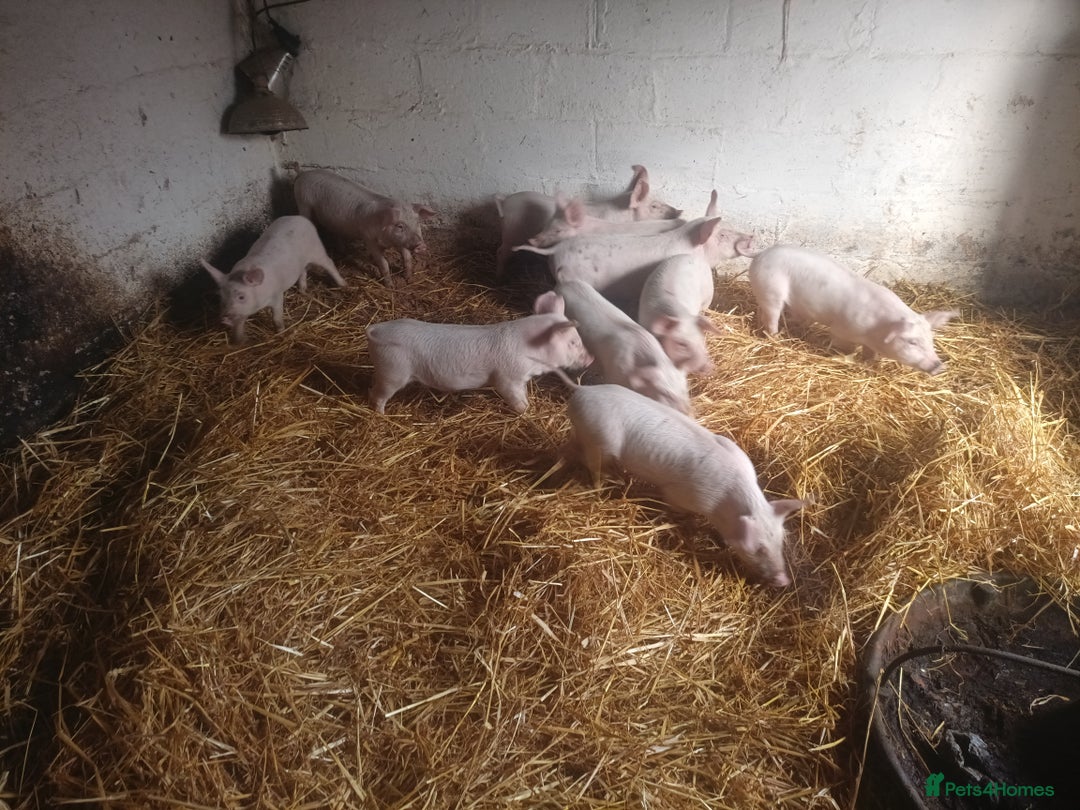Pig livestock for sale: Welsh x large white weaners x10 - Advert 2