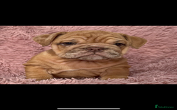English Bulldog dogs for sale: 6 beautiful DWKC pups for sale  - Image 6