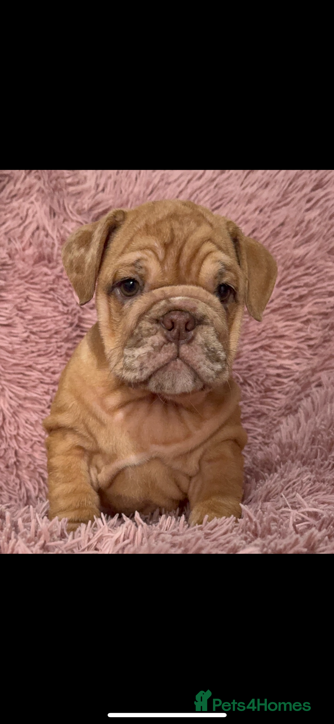 English Bulldog dogs for sale: 6 beautiful DWKC pups for sale  - Image 6