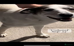 Mixed Breed dogs for adoption: Colonel, 5 yrs approx. Available for adoption  - Image 8