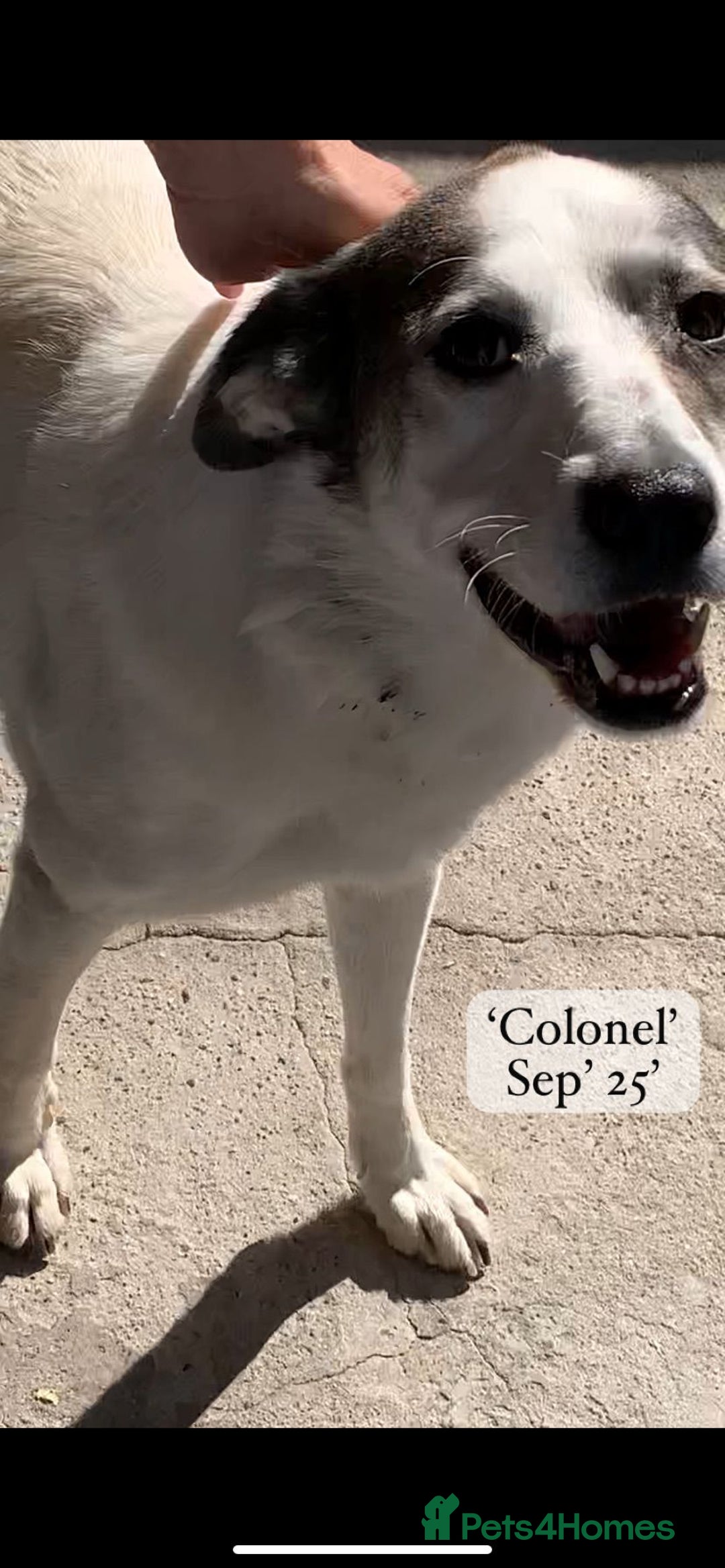 Mixed Breed dogs for adoption: Colonel, 5 yrs approx. Available for adoption  - Image 8