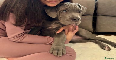 Mixed Breed dogs Last mastiff pups available  - Advert 4