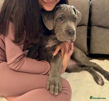 Mixed Breed dogs Last mastiff pups available - Advert 4