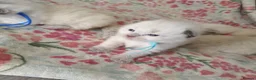 Ragdoll cats for sale: 💖 Beautiful Ragdoll kittens for Sale 💖 - Advert 34