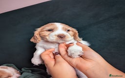 Cocker Spaniel dogs for sale: ✨ Showline Cocker Spaniel puppies for sale ✨ - Image 24