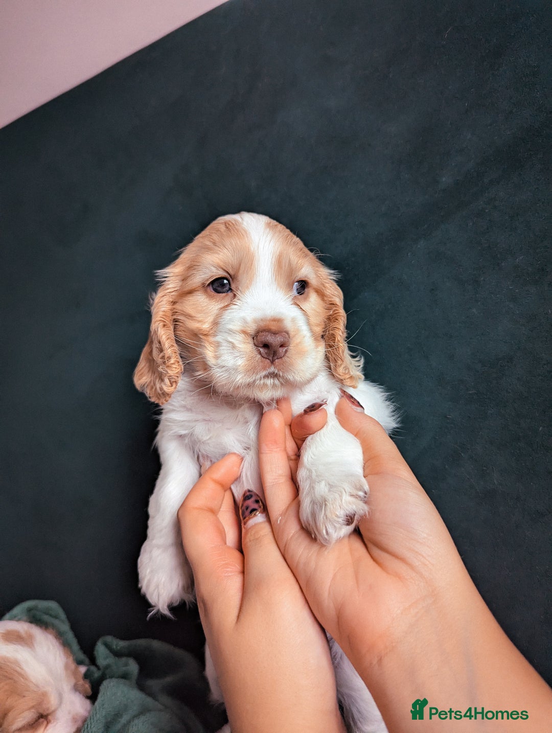Cocker Spaniel dogs for sale: ✨ Showline Cocker Spaniel puppies for sale ✨ - Image 24