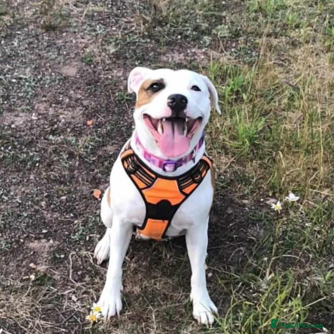 Staffordshire Bull Terrier dogs for sale: 1 girl for sale  - Image 5