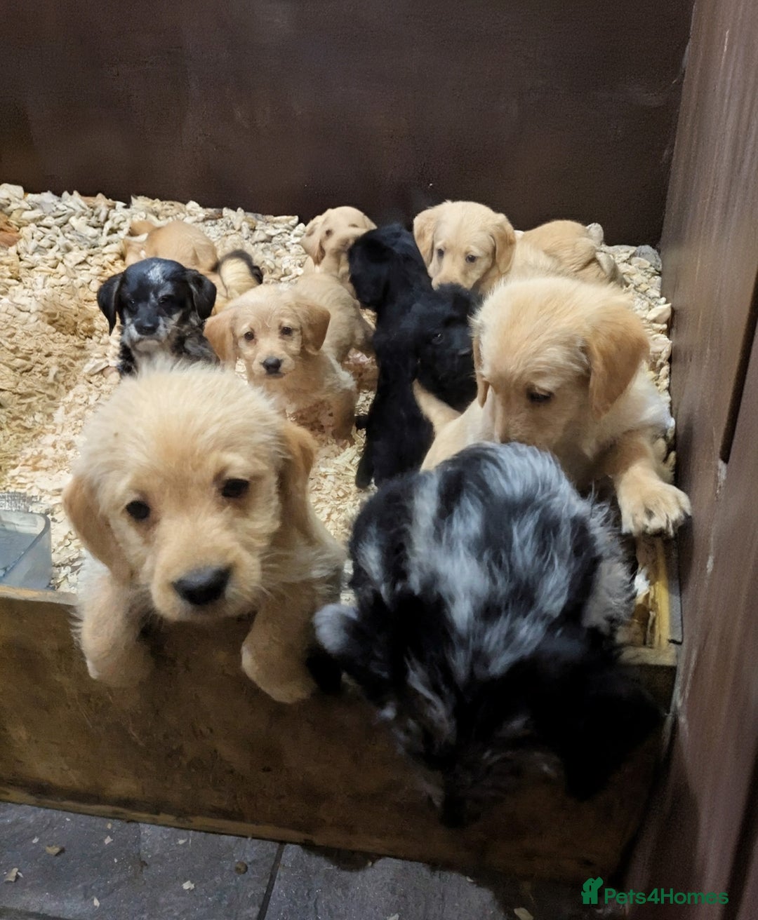 Labradoodle dogs for sale: Miniature F1 Labradoodle Puppies - Advert 2