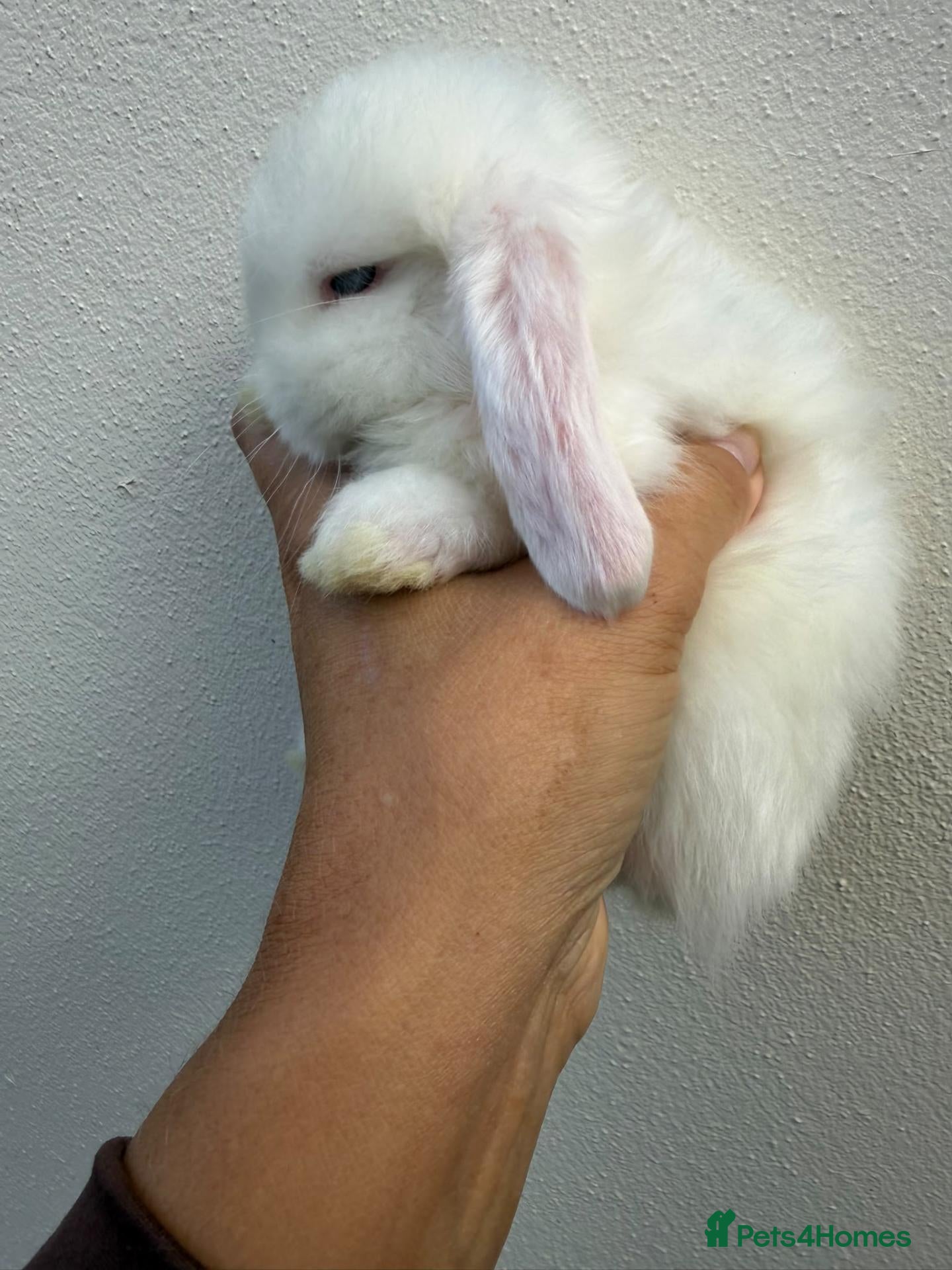 Mini Lop rabbits 1 Purebred minilop BEW buck*Available to Reserve* - Advert 2
