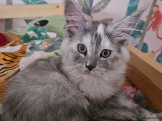 Maine Coon cats Female maincoon kittens - 1 remaining - Advert 8