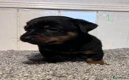 Lancashire Heeler dogs for sale: Lancashire Heelers - Image 10